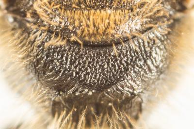  Lasioglossum nigripes (Lepeletier, 1841)