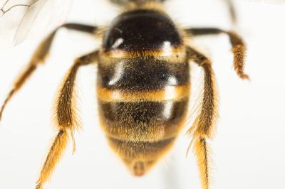  Lasioglossum nigripes (Lepeletier, 1841)