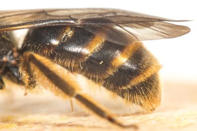  Lasioglossum nigripes (Lepeletier, 1841)