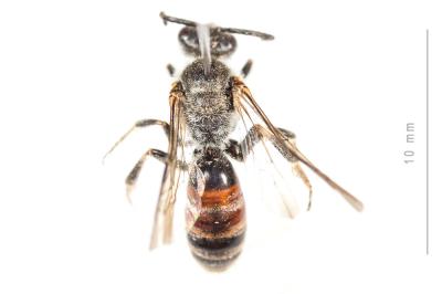  Lasioglossum nigripes (Lepeletier, 1841)