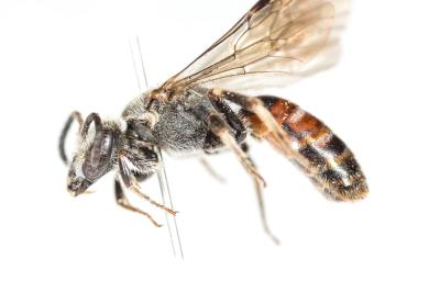 Lasioglossum nigripes (Lepeletier, 1841)