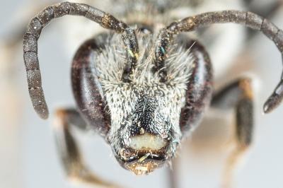  Lasioglossum nigripes (Lepeletier, 1841)
