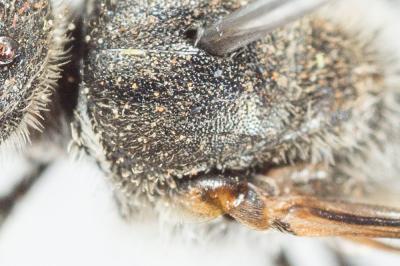  Lasioglossum nigripes (Lepeletier, 1841)
