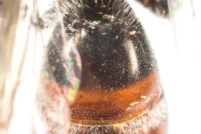  Lasioglossum nigripes (Lepeletier, 1841)