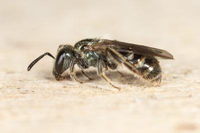  Lasioglossum morio (Fabricius, 1793)