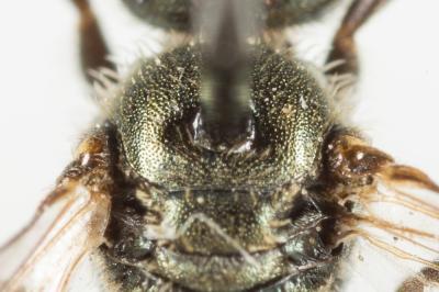  Lasioglossum morio (Fabricius, 1793)