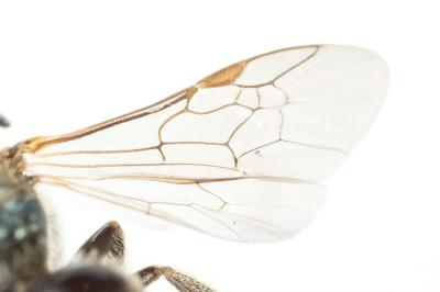  Lasioglossum morio (Fabricius, 1793)