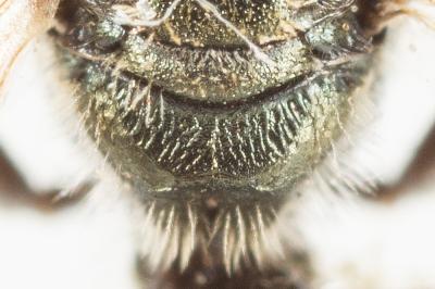  Lasioglossum morio (Fabricius, 1793)