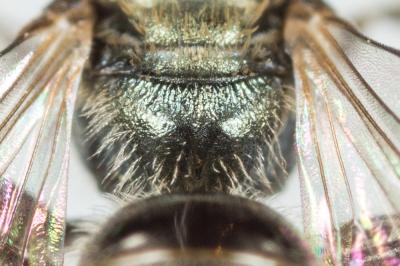  Lasioglossum morio (Fabricius, 1793)