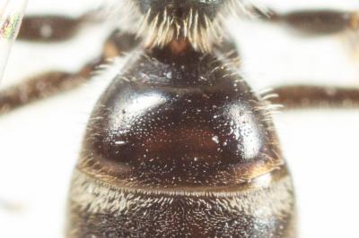  Lasioglossum morio (Fabricius, 1793)
