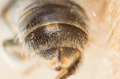  Lasioglossum morio (Fabricius, 1793)