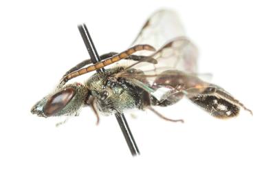  Lasioglossum morio (Fabricius, 1793)