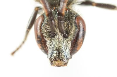  Lasioglossum morio (Fabricius, 1793)