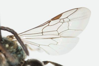  Lasioglossum morio (Fabricius, 1793)