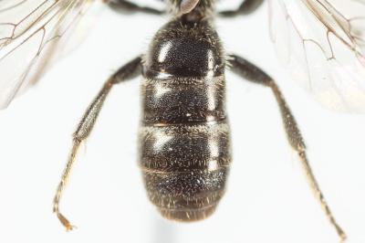  Lasioglossum morio (Fabricius, 1793)