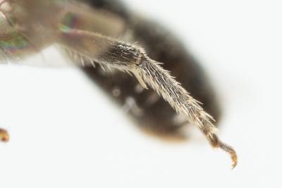  Lasioglossum morio (Fabricius, 1793)