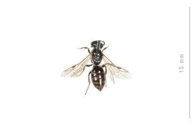  Lasioglossum minutissimum (Kirby, 1802)