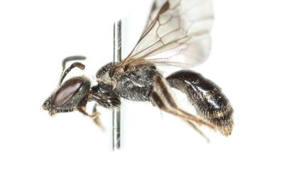  Lasioglossum minutissimum (Kirby, 1802)