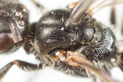  Lasioglossum minutissimum (Kirby, 1802)
