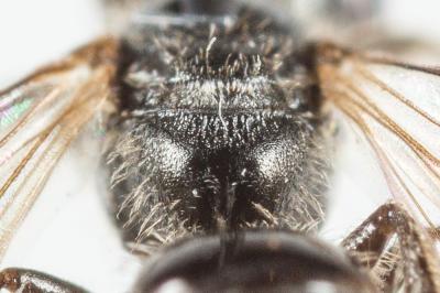  Lasioglossum minutissimum (Kirby, 1802)