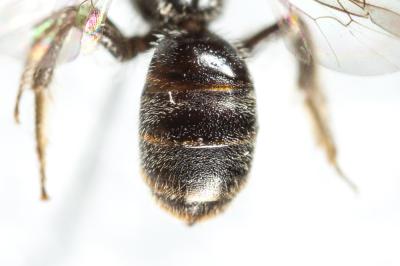  Lasioglossum minutissimum (Kirby, 1802)