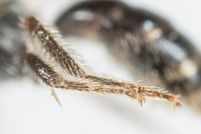  Lasioglossum minutissimum (Kirby, 1802)