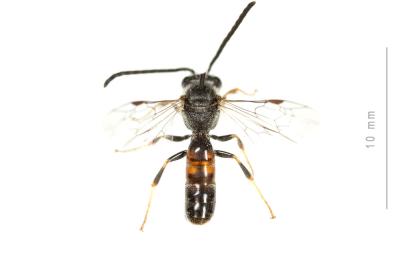  Lasioglossum mediterraneum (Blüthgen, 1926)