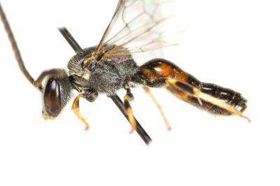  Lasioglossum mediterraneum (Blüthgen, 1926)