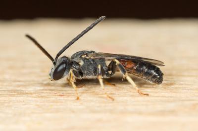  Lasioglossum mediterraneum (Blüthgen, 1926)