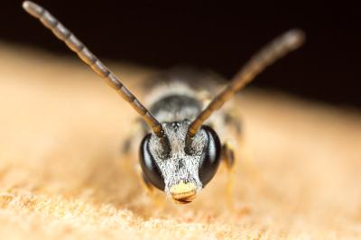  Lasioglossum mediterraneum (Blüthgen, 1926)