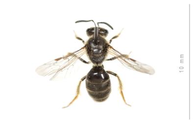  Lasioglossum mediterraneum (Blüthgen, 1926)