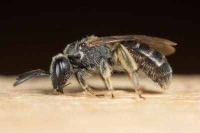  Lasioglossum mediterraneum (Blüthgen, 1926)