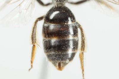  Lasioglossum mediterraneum (Blüthgen, 1926)