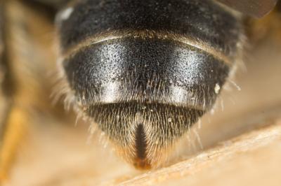  Lasioglossum mediterraneum (Blüthgen, 1926)
