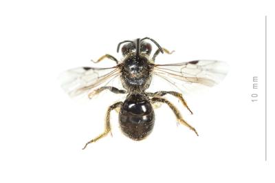  Lasioglossum medinai (Vachal, 1895)