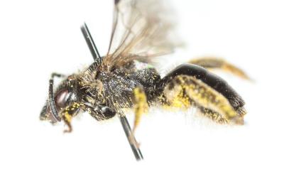  Lasioglossum medinai (Vachal, 1895)