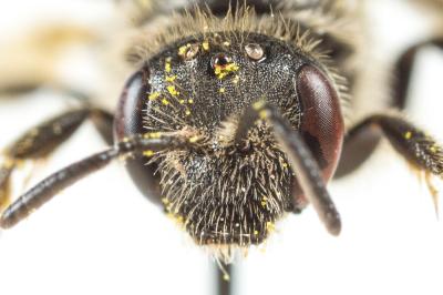  Lasioglossum medinai (Vachal, 1895)