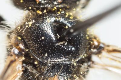  Lasioglossum medinai (Vachal, 1895)