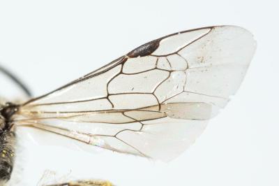  Lasioglossum medinai (Vachal, 1895)
