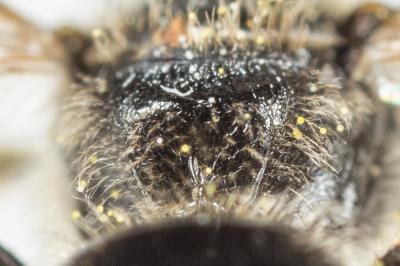  Lasioglossum medinai (Vachal, 1895)