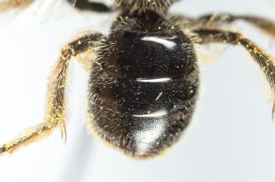  Lasioglossum medinai (Vachal, 1895)