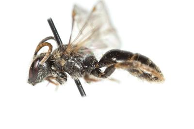  Lasioglossum medinai (Vachal, 1895)