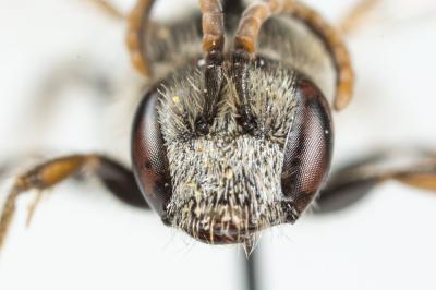  Lasioglossum medinai (Vachal, 1895)