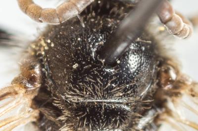  Lasioglossum medinai (Vachal, 1895)