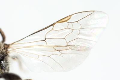 Lasioglossum medinai (Vachal, 1895)