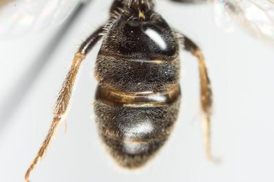  Lasioglossum medinai (Vachal, 1895)