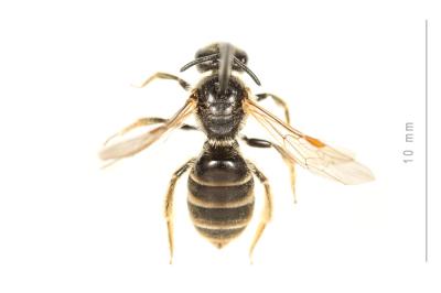  Lasioglossum marginatum (Brullé, 1832)
