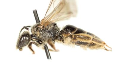  Lasioglossum marginatum (Brullé, 1832)