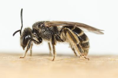 Lasioglossum marginatum (Brullé, 1832)