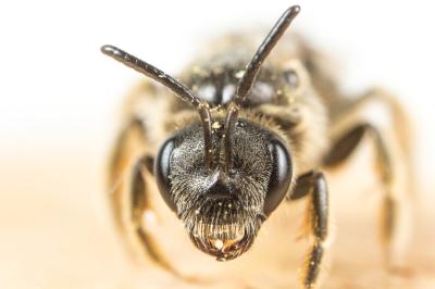  Lasioglossum marginatum (Brullé, 1832)